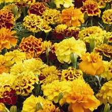 Бархатцы отклоненные Литл Хироу  Микс [1000 шт] - ООО «Семена Тут»