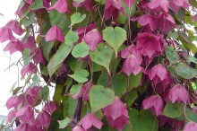 img-1: Родохитон Родос [500 шт] - ООО «Семена Тут»