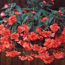 Бегония клубневая Сан Дансер Салмон [100 драже] - ООО «Семена Тут»