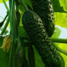 img-1: Огурец Шкипер F1 - ООО «Семена Тут»