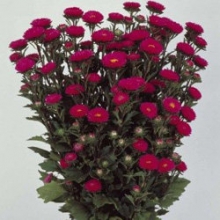 Астра Мацумото Роуз [2500 шт] - ООО «Семена Тут»