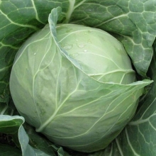 Капуста белокочанная Магнус F1 - ООО «Семена Тут»