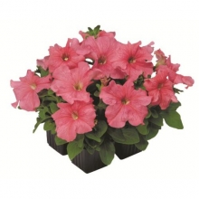 Петуния грандифлора Игл Салмон [100 драже] - ООО «Семена Тут»