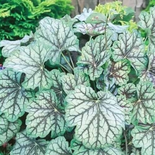 Гейхера Марвелос Марбл Сильвер [100 шт] - ООО «Семена Тут»