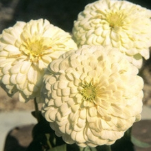 Цинния Тополино Вайт [1000 шт] - ООО «Семена Тут»