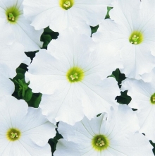 Петуния грандифлора Дримс Вайт [5000 драже] - ООО «Семена Тут»