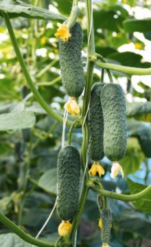 img-1: Огурец Сотник F1 - ООО «Семена Тут»