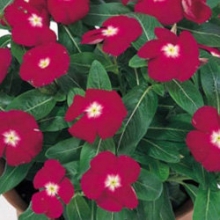 Катарантус Виктори Кренберри [100 шт] - ООО «Семена Тут»