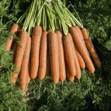 Морковь Нирим F1 - ООО «Семена Тут»