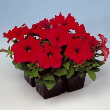 Петуния грандифлора Игл Ред [5000 драже] - ООО «Семена Тут»