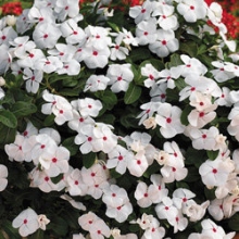 Катарантус Виктори Брайт Ай [100 шт] - ООО «Семена Тут»