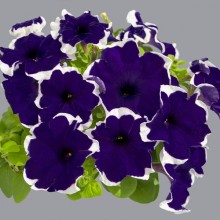 Петуния грандифлора Лимбо Джи Пи Блю Пикоти [1000 драже] - ООО «Семена Тут»