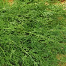 Укроп Геркулес - ООО «Семена Тут»