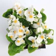 img-1: Бегония вечноцветущая Топспин Вайт [1000 драже] - ООО «Семена Тут»