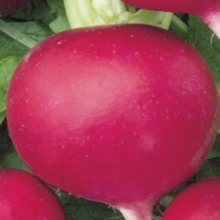 Редька Барыня - ООО «Семена Тут»