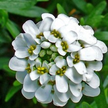 Иберис вечнозеленый Вайтаут [50 шт] - ООО «Семена Тут»