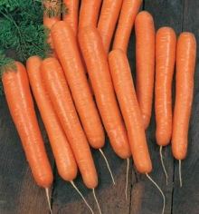 Морковь Волкано F1 - ООО «Семена Тут»