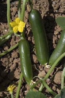 img-1: Огурец Суперина F1 - ООО «Семена Тут»