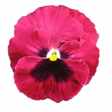 Виола крупноцветковая Пауэр Роуз виз Блотч [100 шт] - ООО «Семена Тут»