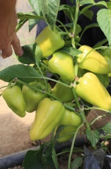 img-1: Перец Лотта F1 - ООО «Семена Тут»