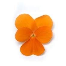 img-1: Виола рогатая Флорал Пауэр F1 Дип Оранж [1000 шт] - ООО «Семена Тут»