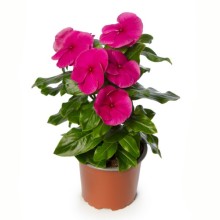 img-1: Катарантус Блокбастер Пурпл [100 шт] - ООО «Семена Тут»