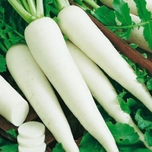 Дайкон Миноваси РС - ООО «Семена Тут»