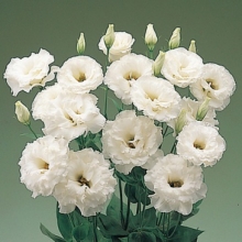 Эустома Супер Мэджик Вайт [100 шт] - ООО «Семена Тут»