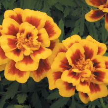 Бархатцы отклоненные Сафари Еллоу Файр [1000 шт] - ООО «Семена Тут»