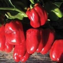 Перец Тарквинио F1 - ООО «Семена Тут»