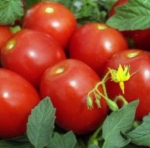 Томат Новичок - ООО «Семена Тут»
