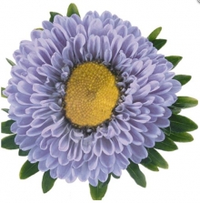 Астра Фан Лайт Блю [1000 шт] - ООО «Семена Тут»