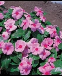 img-1: Катарантус Виктори Лайт Пинк виз Ред Ай [1000 шт] - ООО «Семена Тут»