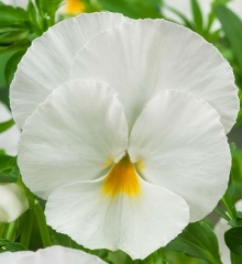Виола крупноцветковая Экстрада Вайт [1000 шт] - ООО «Семена Тут»
