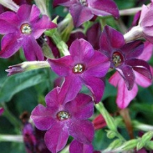 Табак Сандер Парфюм Дип Парпл [1000 драже] - ООО «Семена Тут»