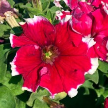 Петуния грандифлора Кан Кан Пикоти Черри Роуз [100 драже] - ООО «Семена Тут»