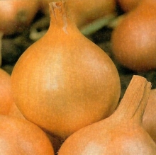 Лук репчатый Франциско F1 - ООО «Семена Тут»