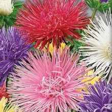 Астра художественная Смесь окрасок - ООО «Семена Тут»