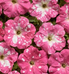 Петуния мультифлора Дот Стар Роуз [100 драже] - ООО «Семена Тут»