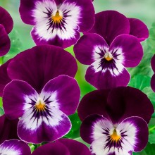 Виола рогатая Корина F1 Виолет Ай [100 шт] - ООО «Семена Тут»