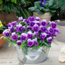 img-1: Виола рогатая Вивальди Бикон [1000 шт] - ООО «Семена Тут»