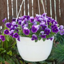 img-2: Виола рогатая Вивальди Бикон [1000 шт] - ООО «Семена Тут»