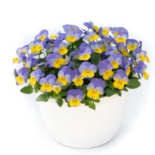 img-1: Виола рогатая Вивальди Блю Еллоу Лип [1000 шт] - ООО «Семена Тут»