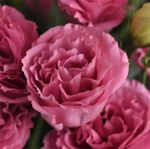 Эустома АБС 2 Роуз [1000 драже] - ООО «Семена Тут»