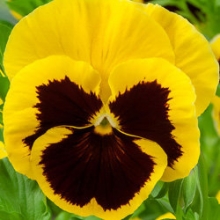 Виола крупноцветковая Экстрада Еллоу виз Блотч [1000 шт] - ООО «Семена Тут»