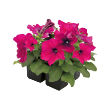 img-1: Петуния мультифлора БУМ Эйч ди Бургунди [100 драже] - ООО «Семена Тут»