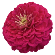 Цинния Гиганты Бенари Вайн [100 шт] - ООО «Семена Тут»