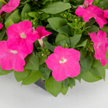 Петуния мультифлора БУМ Эйч ди Пинк [100 драже] - ООО «Семена Тут»