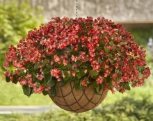 img-1: Бегония гибридная Хула Ред Вайт Биколор [100 драже] - ООО «Семена Тут»