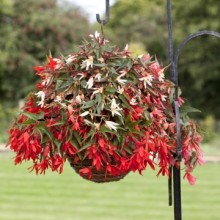 Бегония боливийская Босса Нова Формула микс [100 драже] - ООО «Семена Тут»